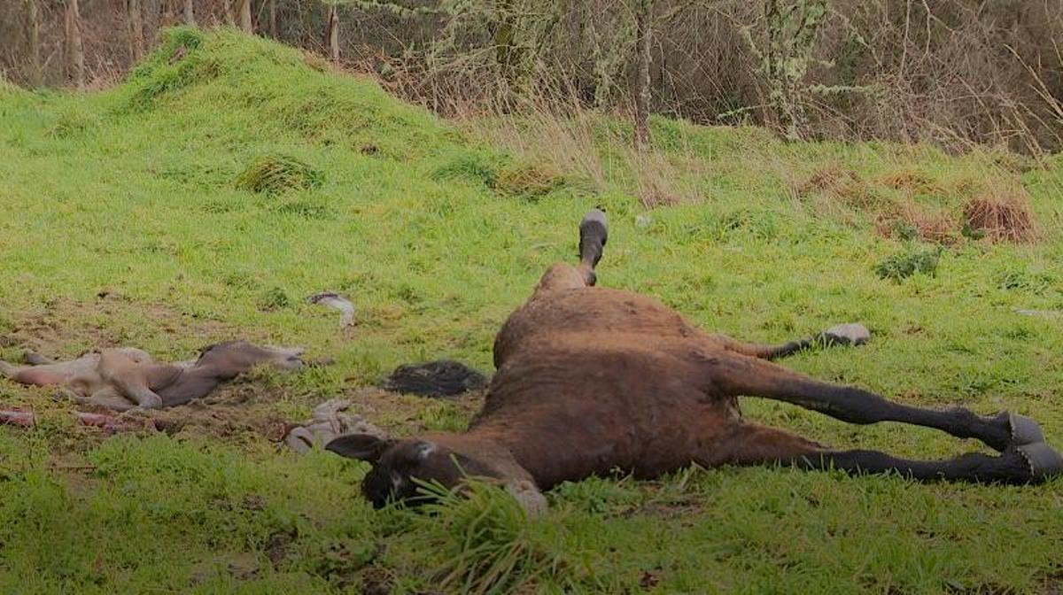 Yegua y potro muertos por un disparo en un monte de Boiro.