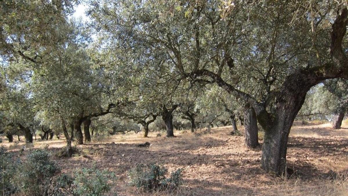 Bosque mediterráneo de encinas