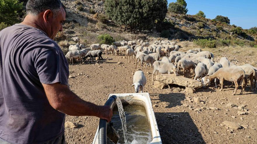 Llegan las primeras cubas de agua para el ganado de la provincia de Alicante