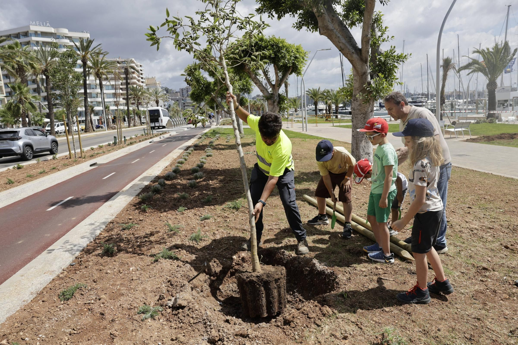 Verde para el nuevo Paseo Marítimo de Palma: pala y rastrillo para que los vecinos planten árboles