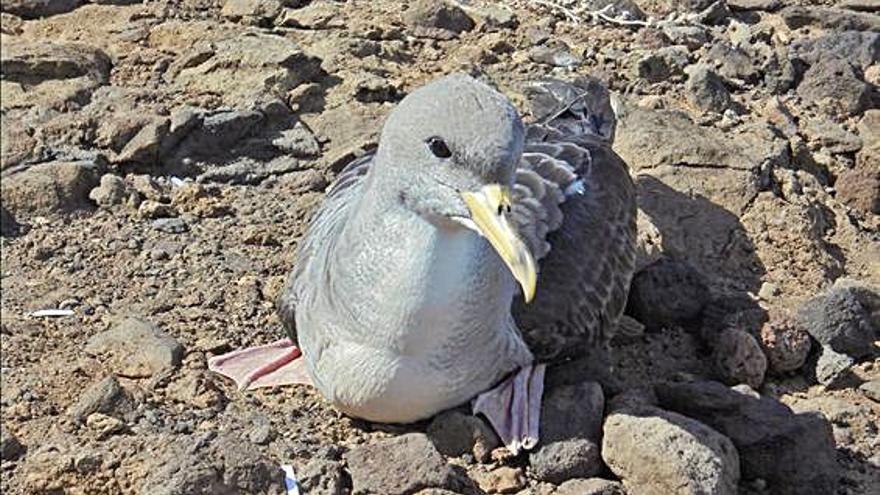 Suelta de pardelas en la costa de Arucas