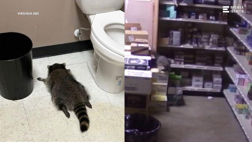 Vídeo: Un ós rentador s'emborratxa en una licoreria de Virginia i acaba desmaiat al lavabo