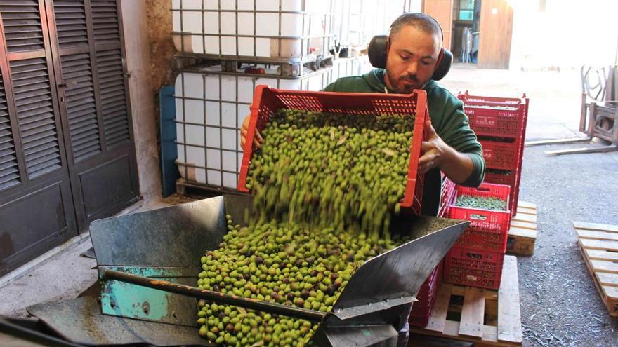 Duro golpe para la cooperativa agrícola de Sóller.