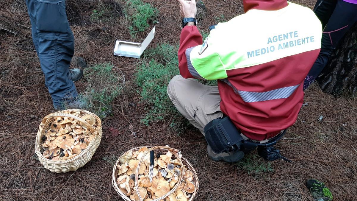 El Cabildo de Tenerife recuerda que la recogida de setas requiere permiso