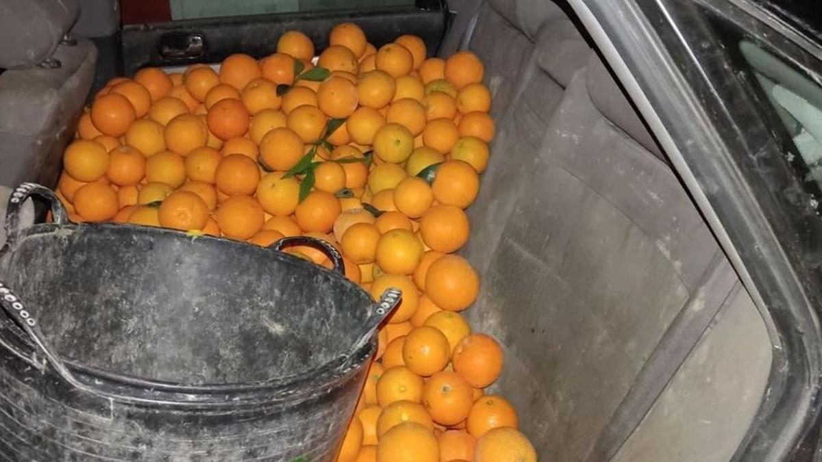 Turismo abarrotado de naranjas que la Policía Local de Murcia interceptaba hace unos días en El Palmar.