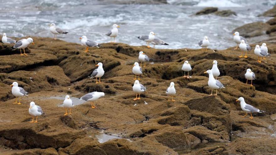 Ejemplares de gaviotas en las rocas de Cíes.