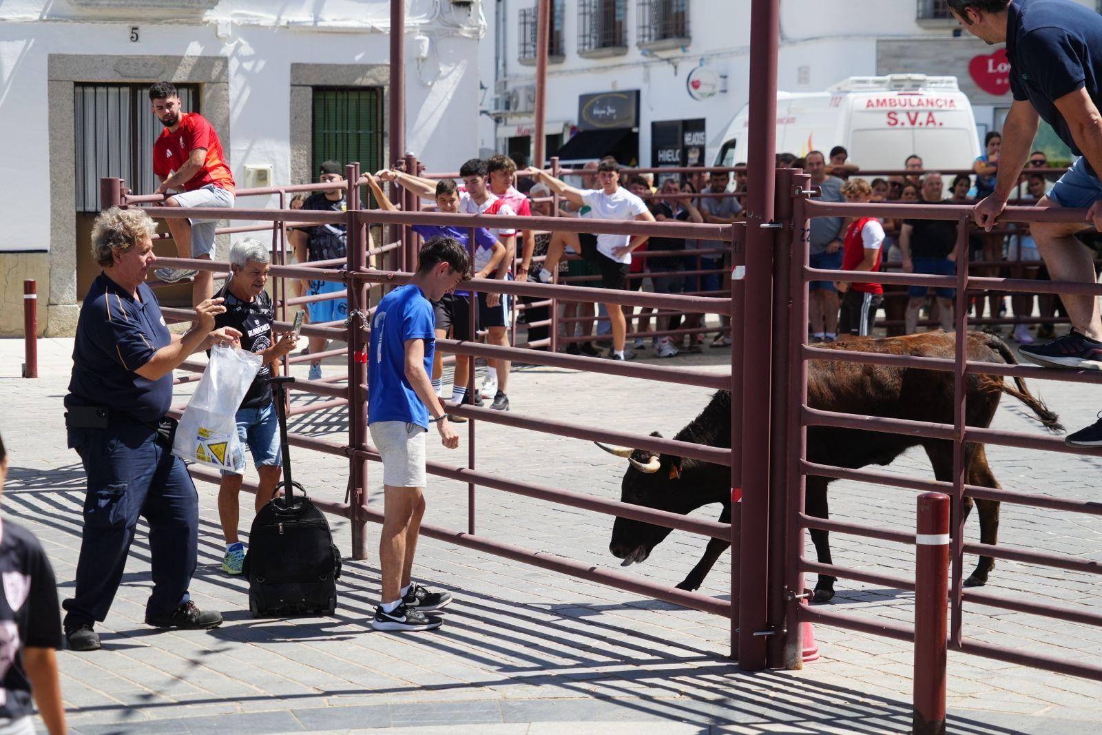 Alcaracejos vive con intensidad el inicio de sus tradicionales encierros de vaquillas