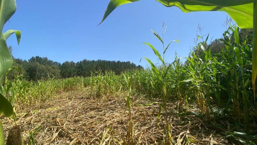 Unións insta a la Xunta a extremar el control del jabalí en la comarca y a acelerar el pago de los daños