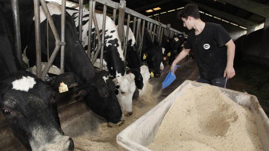 ¿Cuánta leche beben los asturianos al año?