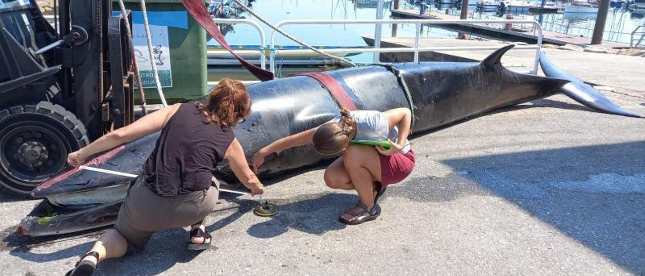 Retirada de la ballena aliblanca que falleció ayer en el muelle de Combarro. |   // FDV