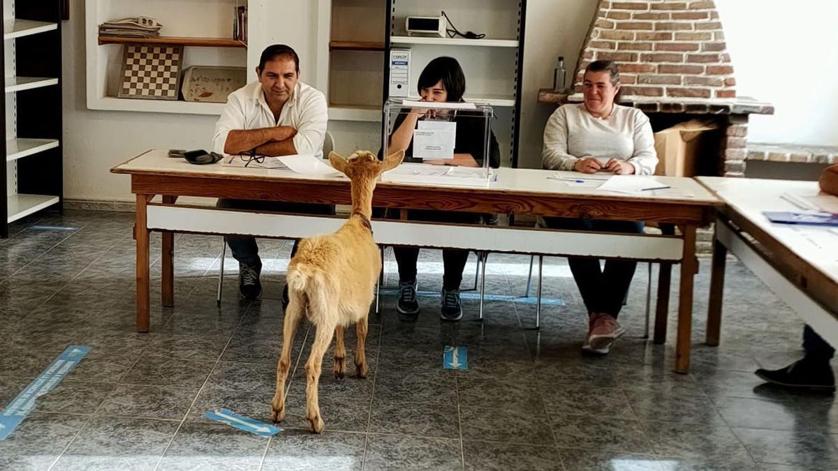 Una cabra se cuela en un colegio electoral de Valga.