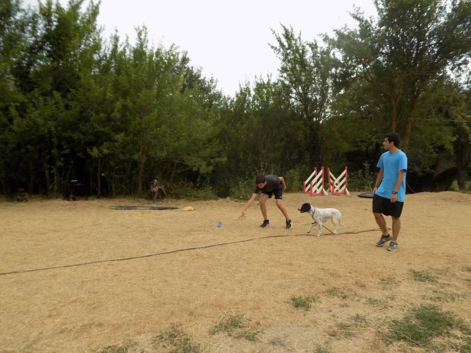 Dog Camp Junior, colònies d'estiu amb gossos al Moianès