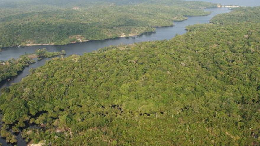 Los bosques de la Amazonía.