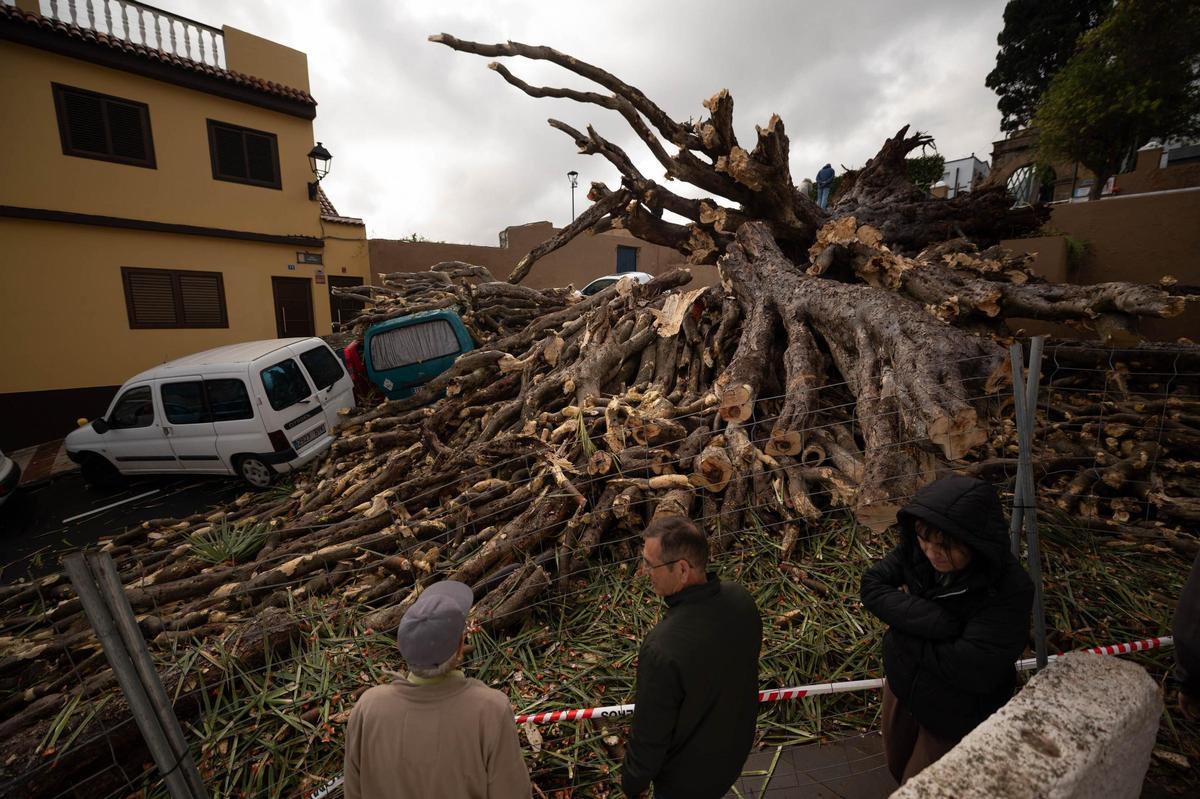 Drago de San Francisco, en Los Realejos, caído por el temporal