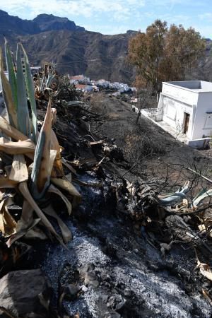 15-10-19 SUPLEMENTOS. ZONA CUMBRERA. ZONA CUMBRERA. Reportaje zonas quemadas tras dos meses. Reportaje triple entrega sobre el paisaje quemado, al cumplirse dos meses. La primera parte será Los tesosos de la Cumbre, en plan más positivo, con los brotes verdes, lugares que visitar. Un segundo con los héroes sin capa, sus protagonistas y una tercera con Lo que el fuego se llevó o Lo perdido, la parte más triste.  Fotos: Juan Castro.  | 15/10/2019 | Fotógrafo: Juan Carlos Castro