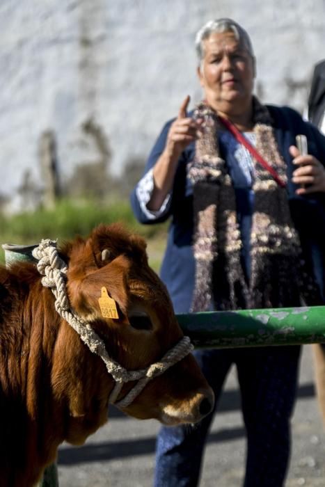 08-12-19 GRAN CANARIA. JINAMAR. JINAMAR. TELDE. Fiesta de la Inmaculade Concepcion y de la Caña Dulce de Jinamar, feria de ganado, procesión.. Fotos: Juan Castro.  | 08/12/2019 | Fotógrafo: Juan Carlos Castro