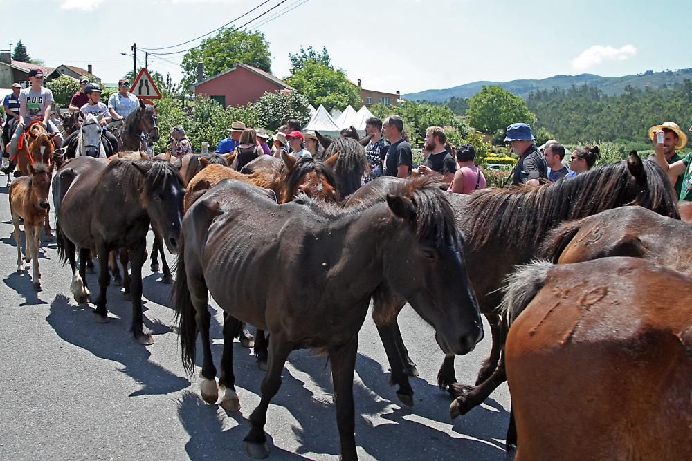 El primer curro de la Rapa das Bestas de Sabucedo // Bernabé / J. Carlos Asorey