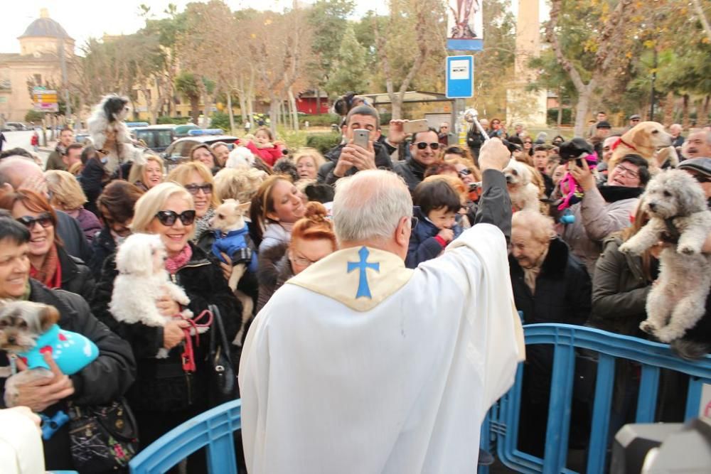 Bendición de San Antón en Murcia