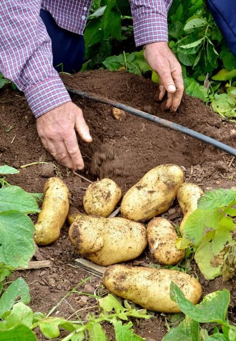 Pepe Guedes, agricultor orgánico