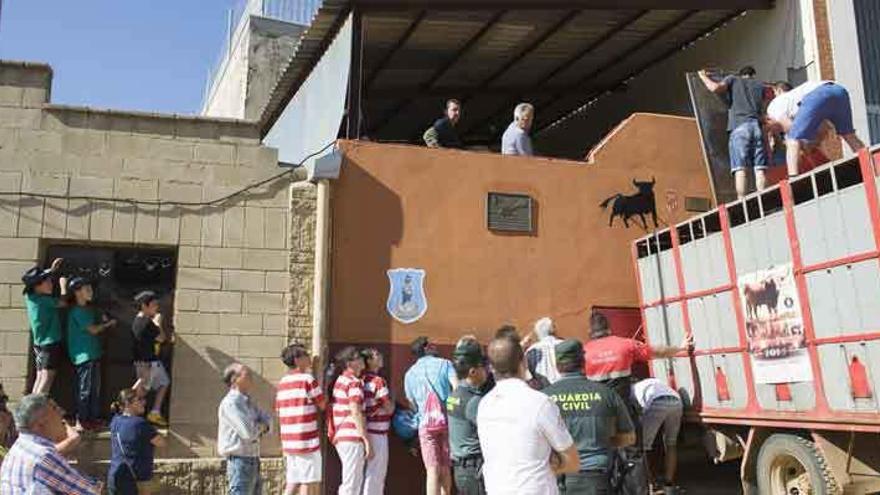 El momento del desembarque de &quot;Quite&quot; en el toril benaventano bajo un sol de justicia.