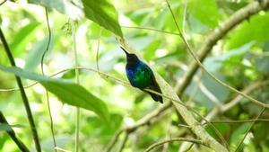El colibrí de Santa Marta es una especie recuperada tras no haber desaparecido