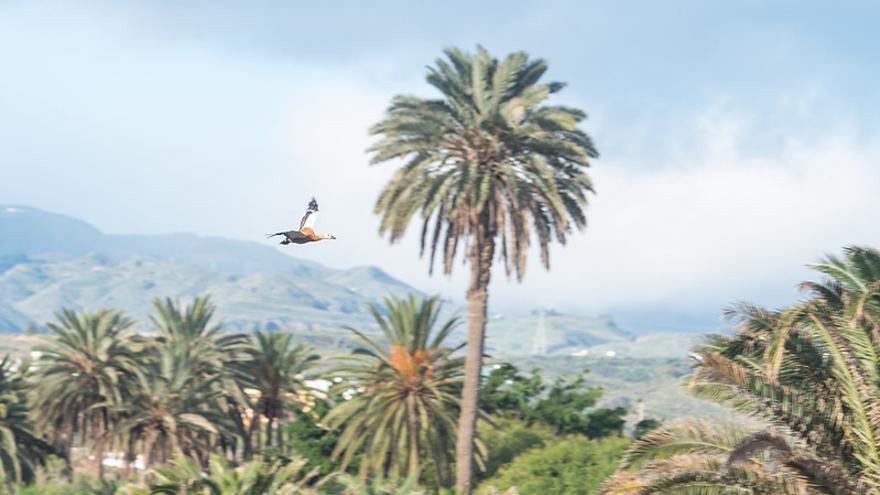 Liberado el tarro canelo al que mutilaron las alas