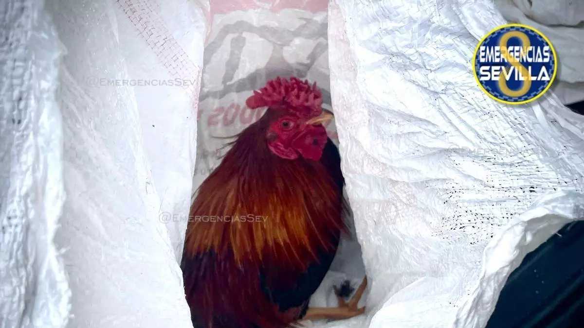 La Policía busca a los dueños de 17 gallos de pelea abandonados junto al Cementerio de Sevilla