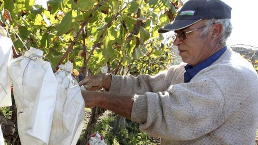 Un agricultor coge un racimo de uva.