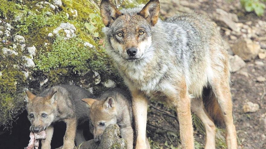 El Congreso abre la puerta a recuperar la caza del lobo en el norte del Duero