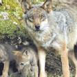 Un ejemplar de lobo con sus crías.