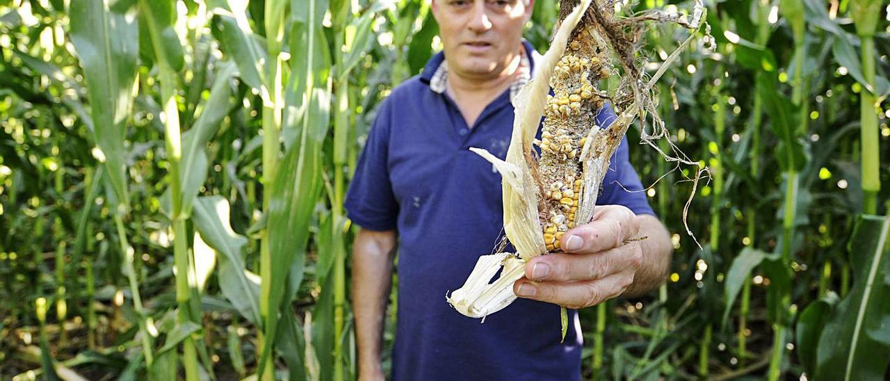 Un ganadero de Carboentes (Rodeiro) muestra una espiga tras un ataque de jabalí. |   // BERNABÉ/JAVIER LALIN