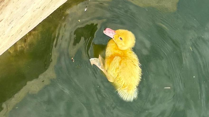 Vídeo: Salvan a un patito que había sido arrojado al Club Náutico del Molinar y abandonado en el agua