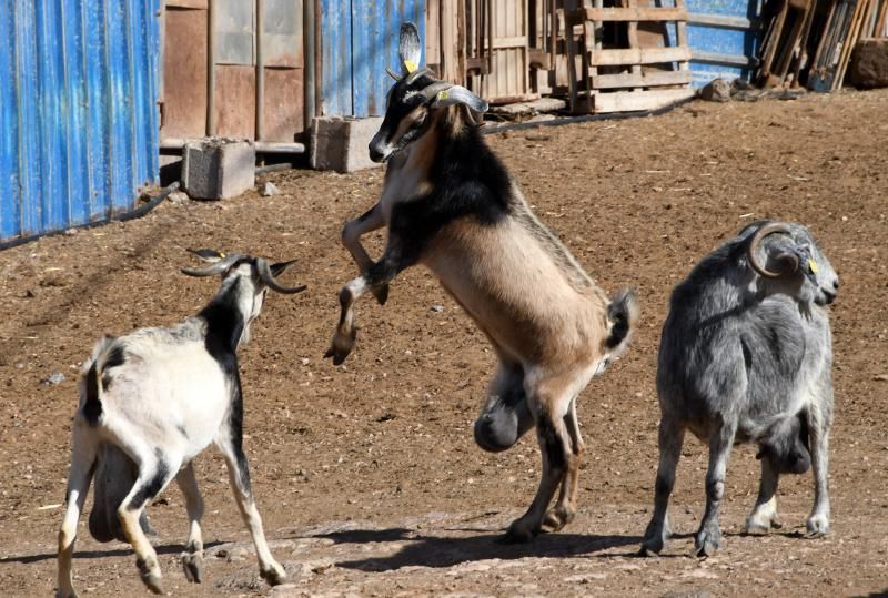 15/03/2019 TELDE.  Granja en la costa de Telde, donde unos perros matarón a una veintena de ovejas. Fotografa: YAIZA SOCORRO.  | 15/03/2019 | Fotógrafo: Yaiza Socorro