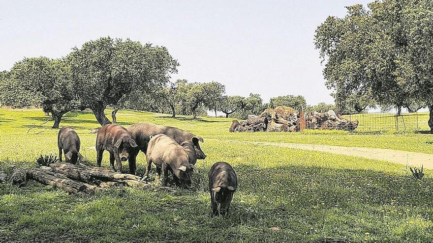 Asaja alerta de la «situación límite» para el sector del ibérico