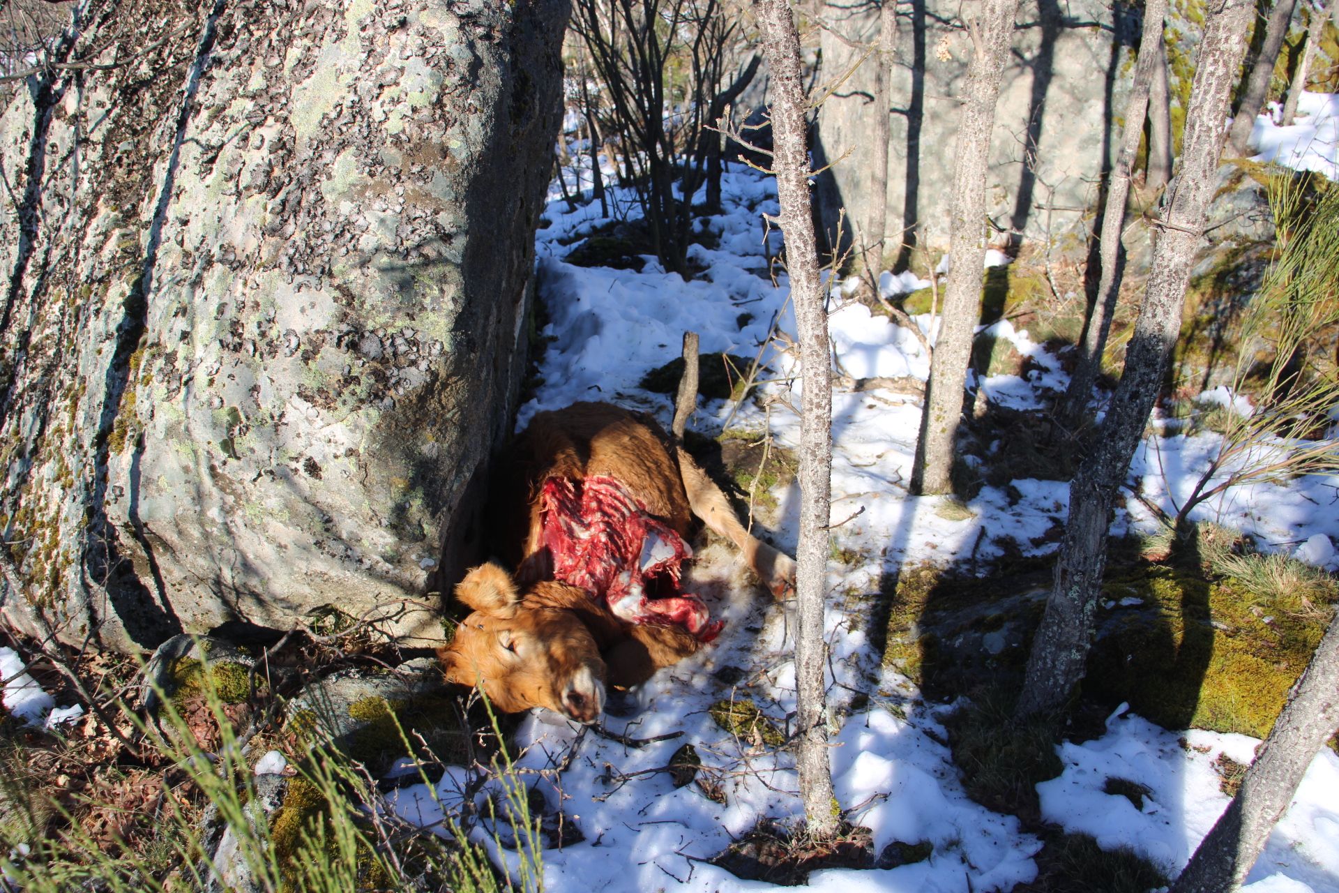 GALERÍA | El lobo cierra una ganadería en el Lago de Sanabria