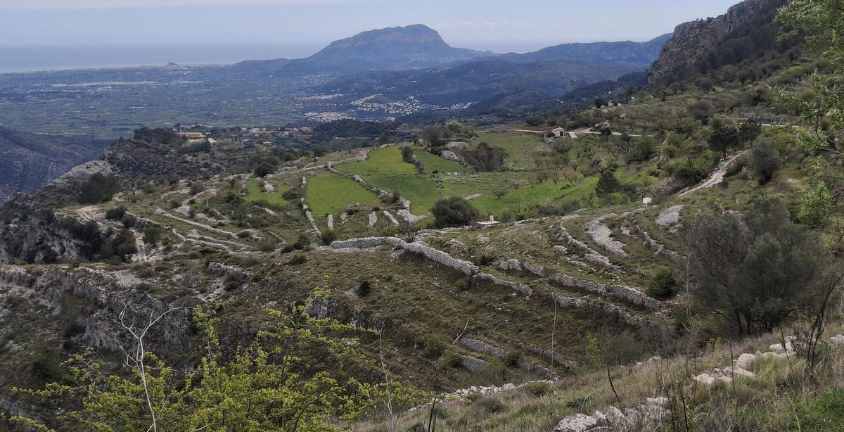 Los bancales han reverdecido tras las abundantes lluvias; al fondo, el Montgó