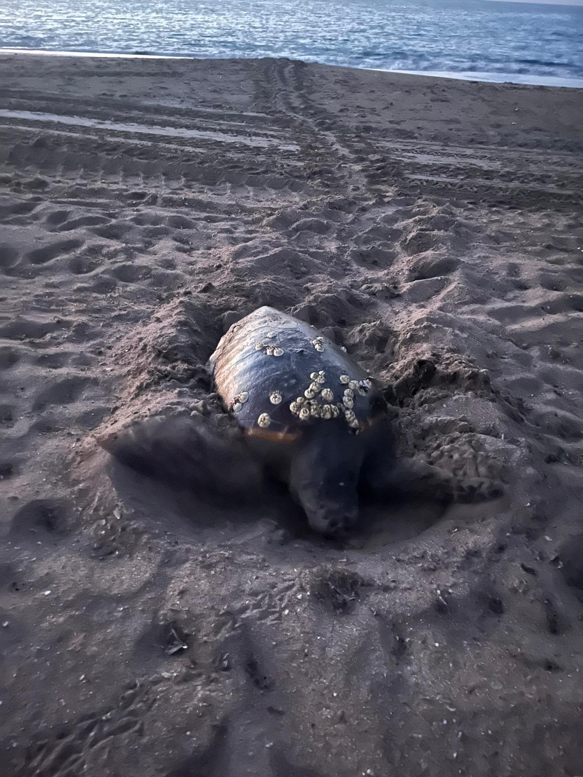 La tortuga que ha desovado de madrugada en la playa del Raset