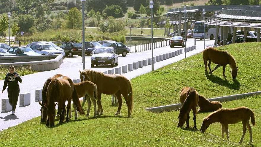 La UVigo busca guardianes de su riqueza verde