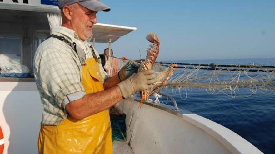 Un pescador del Port d&#039;Alcúdia desenreda un langosta de la red tras ser izada a bordo del barco.