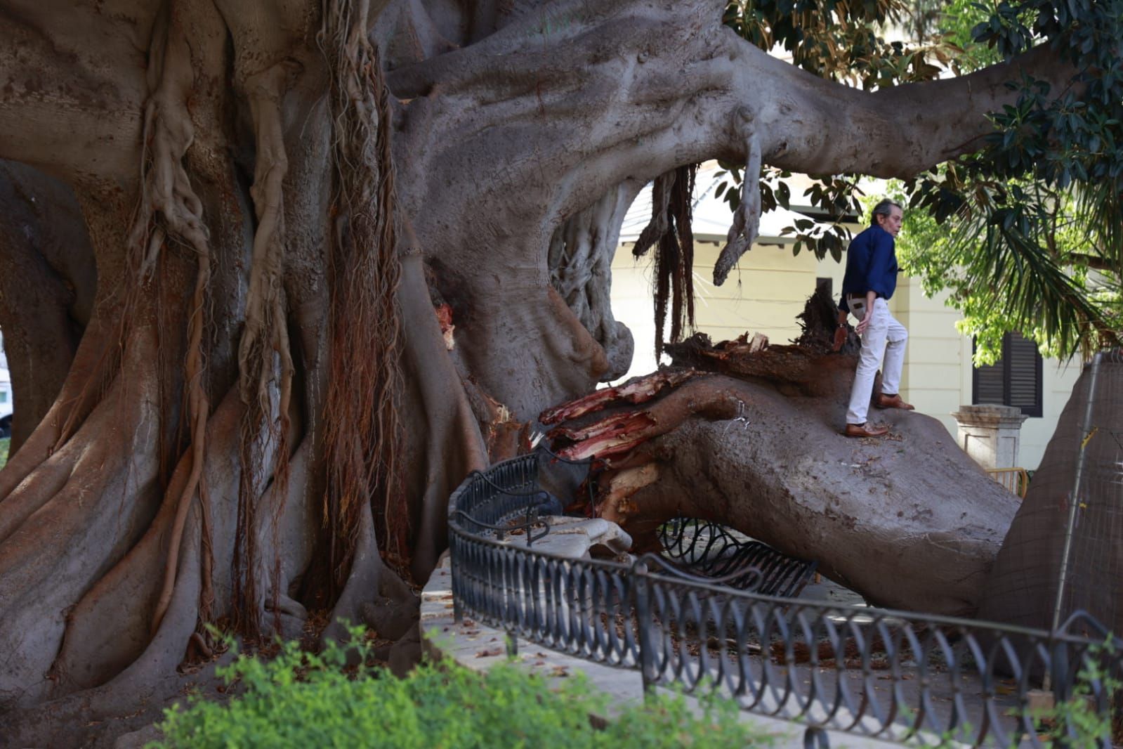 Se desploma parte de uno de los ficus centenarios del Parterre