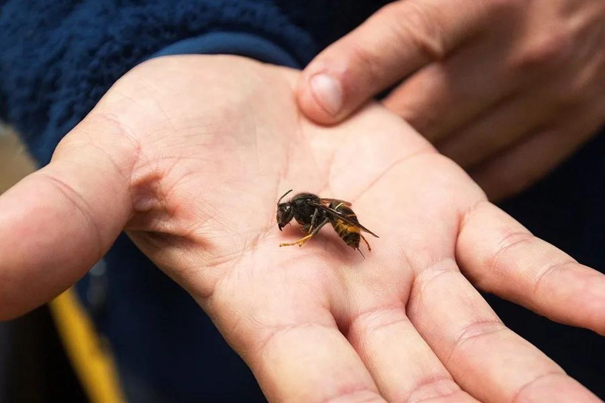 Ejemplar de avispa velutina.