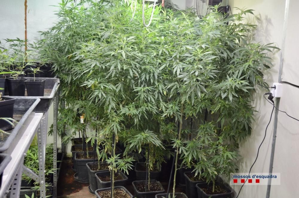 Desmantellen una plantació de més de 1.400 plantes de marihuana en una nau de Vidreres