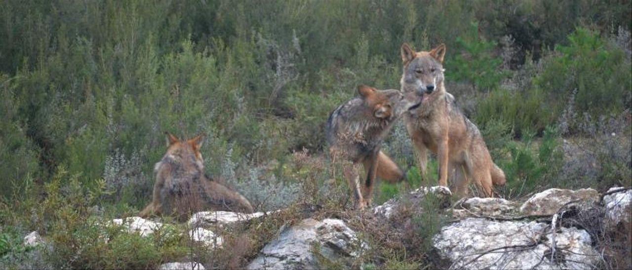 Ejemplares de lobo ibérico.