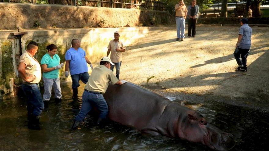 &#039;Gustavito&#039;, el último hipopótamo del zoo de El Salvador, muere tras recibir una paliza