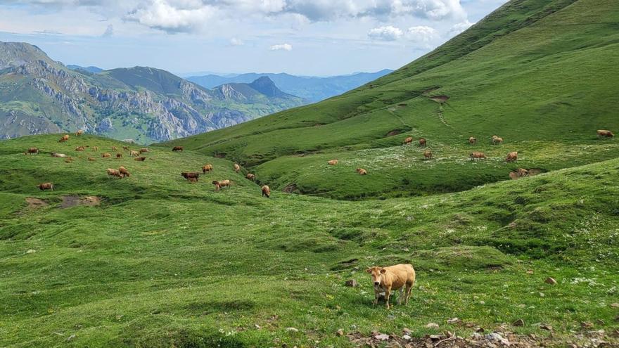 La campaña de pastos de la comarca del Caudal reunirá a 22.000 reses pese al despoblamiento rural