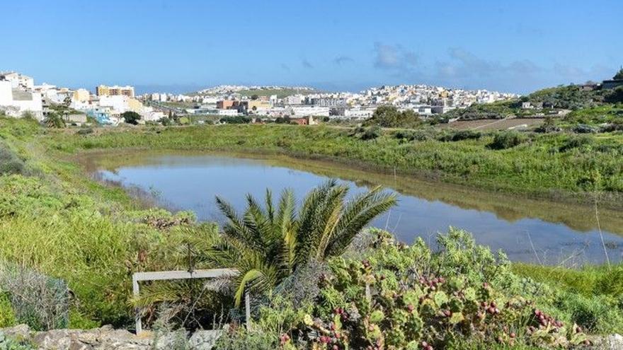 Aparecen patos muertos en las Charcas de San Lorenzo