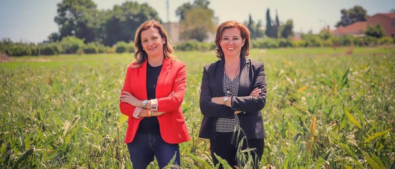 María Quiles y María Gómez posan para INFORMACIÓN en un huerto de alcachofas del municipio.