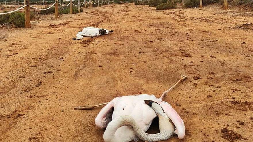 Red Eléctrica prevé cambiar en mayo los ‘salvapájaros’ de las líneas de ses Salines