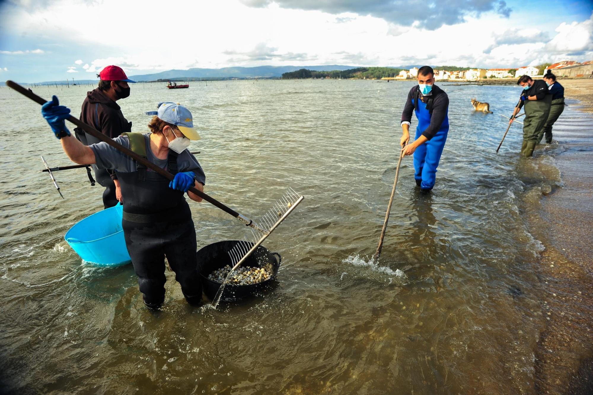 Las mariscadoras de Carril, al rescate de bivalvos en la playa de Compostela