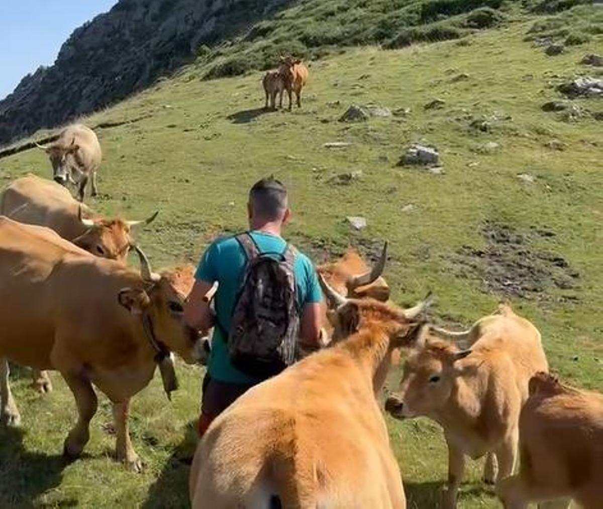 Reses de Asturiana de los Valles.